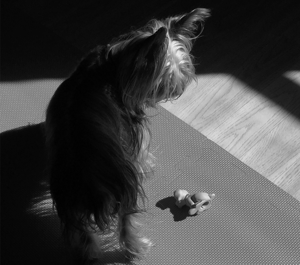 Vida de perro